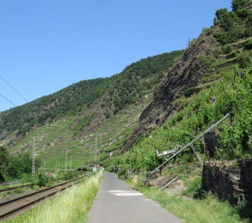 20062025KobernWinningen-Weinberge67