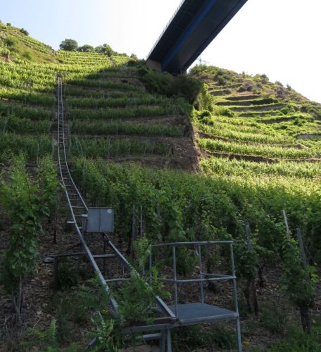 20062025KobernWinningen-Weinberge69