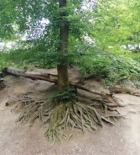 11072025Remstecken-Guels09b