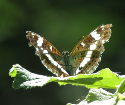11072025Remstecken-Guels13