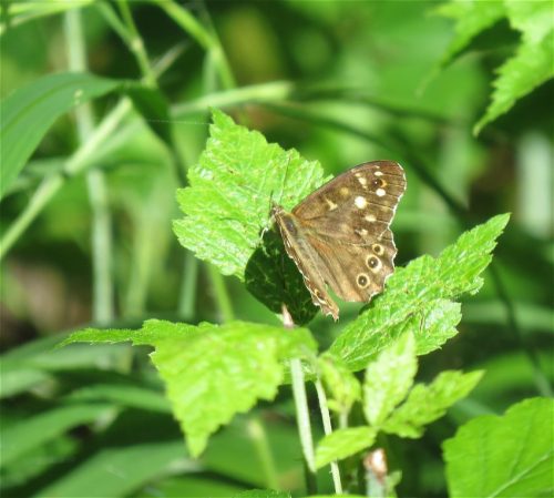 11072025Remstecken-Guels43