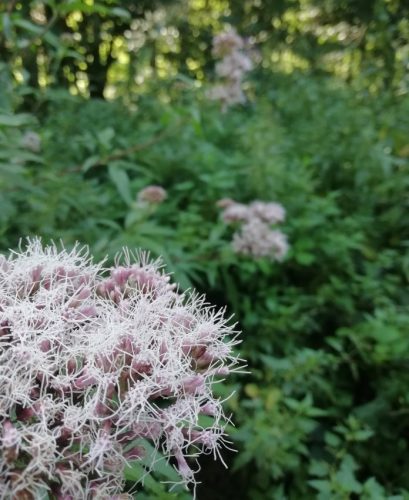 11082025BurgenmitBaybachtal021b