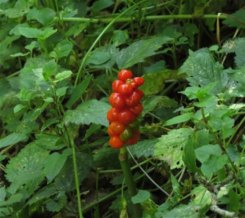 11082025BurgenmitBaybachtal061