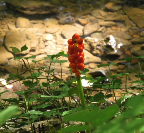 11082025BurgenmitBaybachtal064