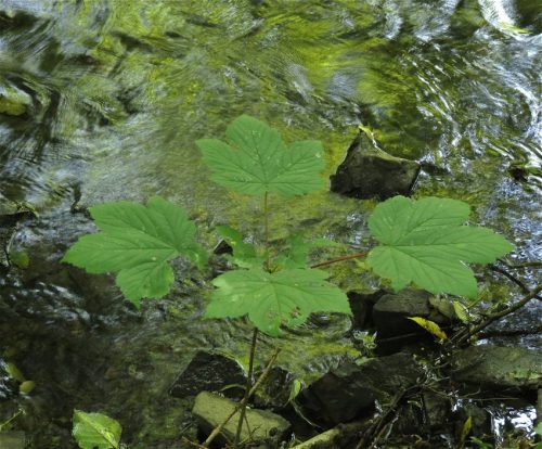 11082025BurgenmitBaybachtal067
