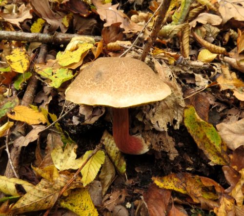 17102025AlkenBurgThurant-009