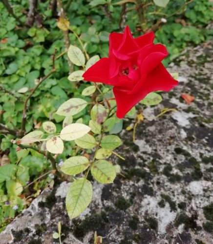 17102025AlkenBurgThurant-051a