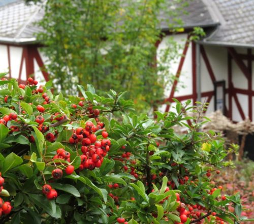 17102025AlkenBurgThurant-058