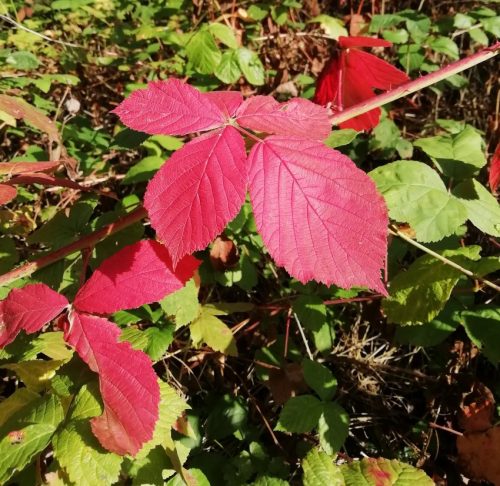 HerbstfarbenMosel01 10092025-001