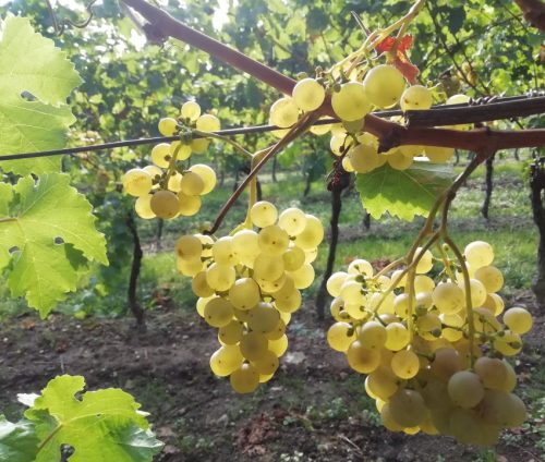 HerbstfarbenMosel01 10092025-002