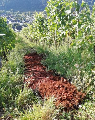 HerbstfarbenMosel02 20092025-001