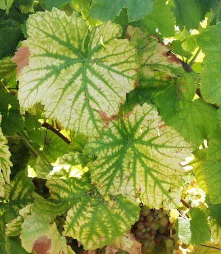 HerbstfarbenMosel02 20092025-002