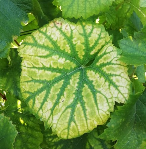 HerbstfarbenMosel02 20092025-003