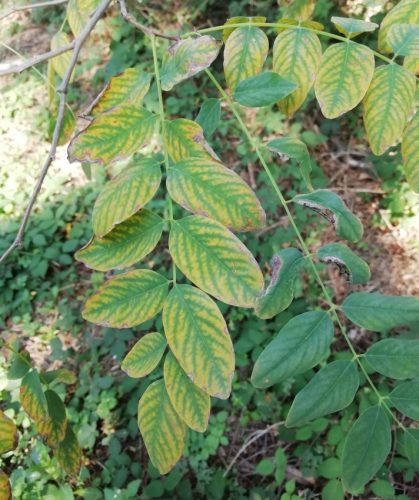 HerbstfarbenMosel02 20092025-004