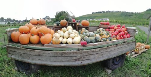 HerbstfarbenMosel03 27092025-001