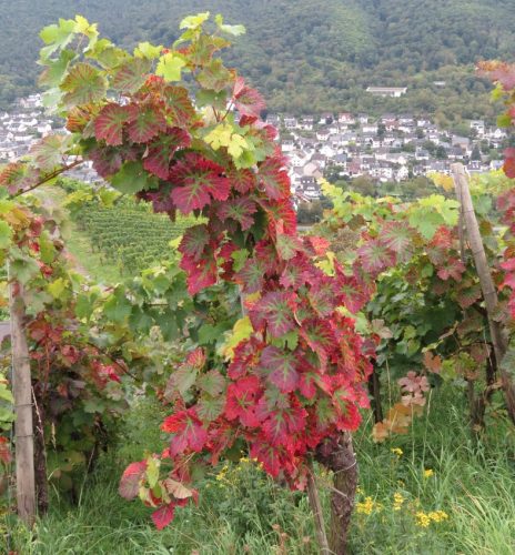 HerbstfarbenMosel03 27092025-002