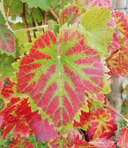 HerbstfarbenMosel03 27092025-004