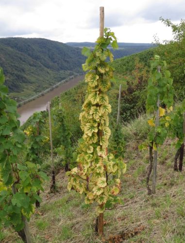 HerbstfarbenMosel03 27092025-005