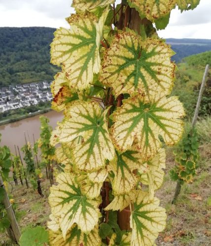 HerbstfarbenMosel03 27092025-006