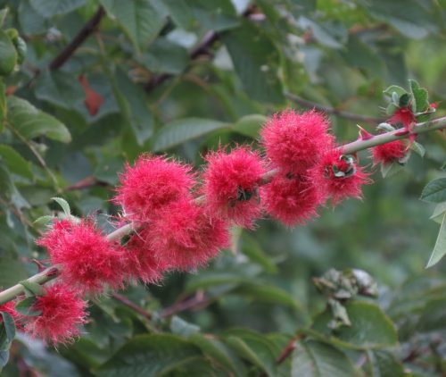 HerbstfarbenMosel03 27092025-007
