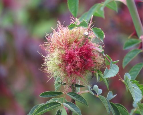 HerbstfarbenMosel03 27092025-008