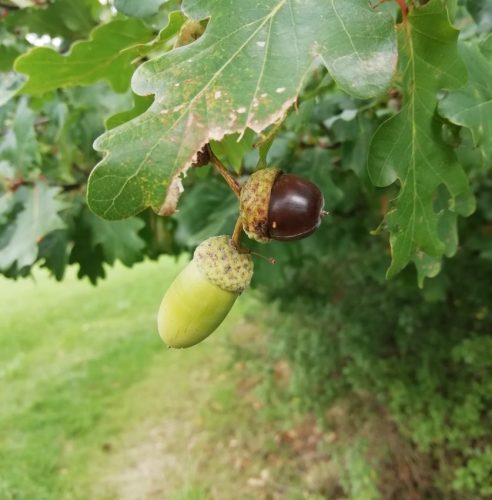 HerbstfarbenMosel03 27092025-009