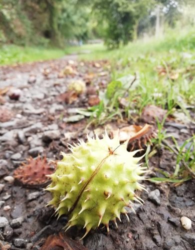 HerbstfarbenMosel03 27092025-010