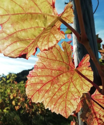 HerbstfarbenMosel04 01102025-001