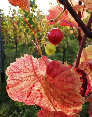 HerbstfarbenMosel04 01102025-002