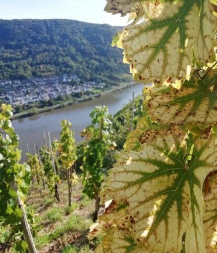 HerbstfarbenMosel05 02102025-002