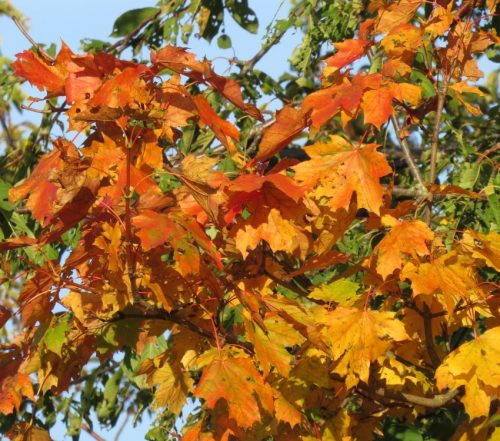 HerbstfarbenMosel05 02102025-003