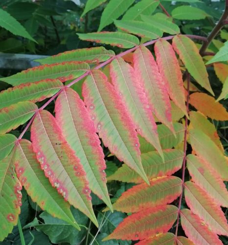 HerbstfarbenMosel05 02102025-004