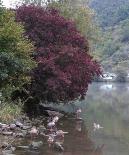 HerbstfarbenMosel06 03102025-001