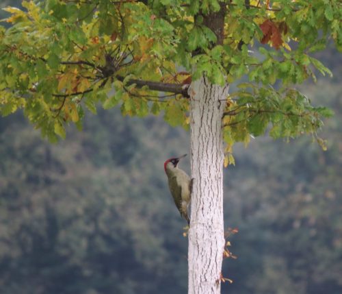 HerbstfarbenMosel06 03102025-002