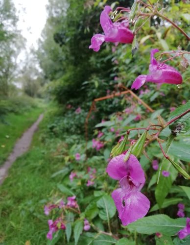 HerbstfarbenMosel06 03102025-003