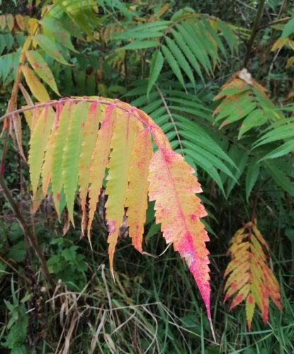 HerbstfarbenMosel06 03102025-004