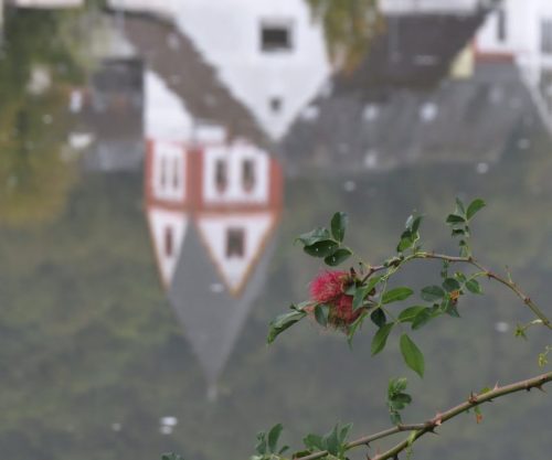 HerbstfarbenMosel06 03102025-006