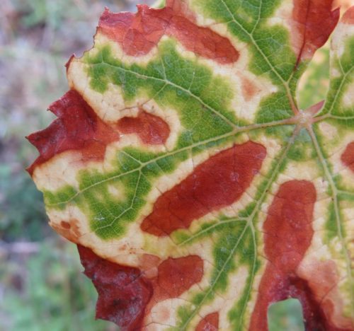 HerbstfarbenMosel06 03102025-008