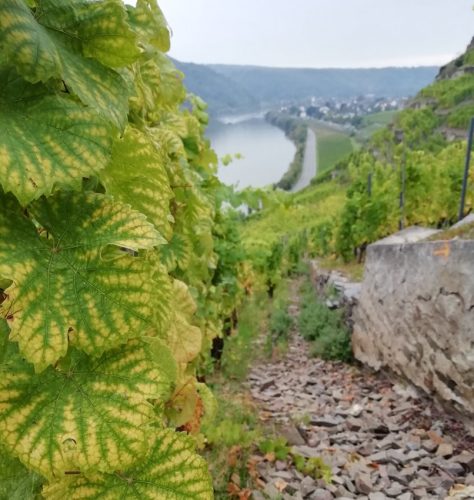 HerbstfarbenMosel06 03102025-009