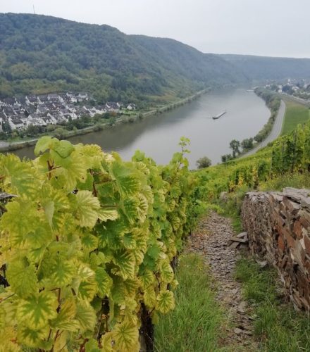 HerbstfarbenMosel06 03102025-010