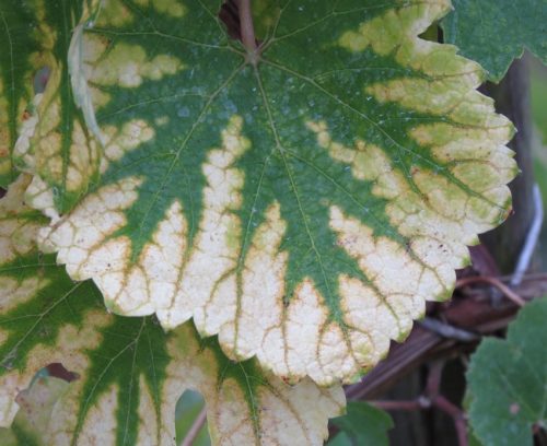 HerbstfarbenMosel06 03102025-012