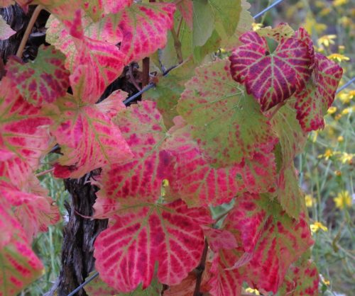 HerbstfarbenMosel06 03102025-013
