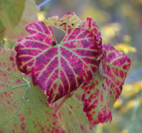 HerbstfarbenMosel06 03102025-014