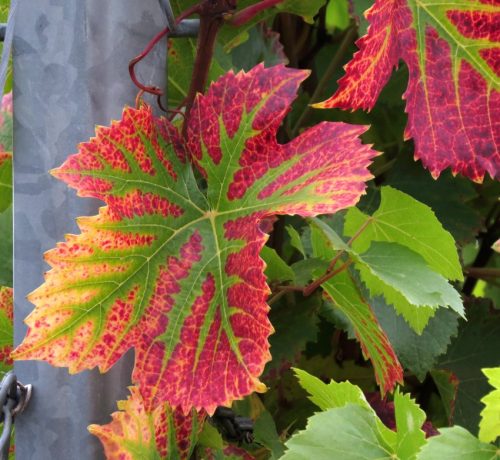 HerbstfarbenMosel06 03102025-015