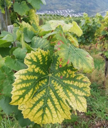 HerbstfarbenMosel06 03102025-016