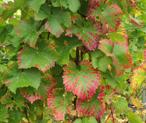 HerbstfarbenMosel06 03102025-017