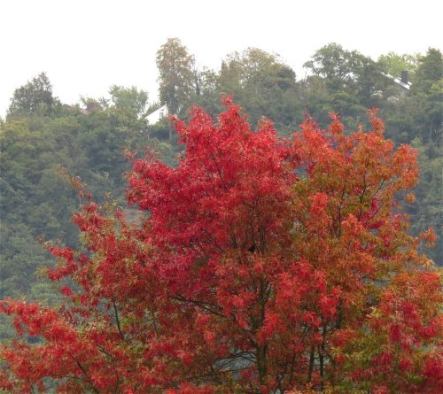 HerbstfarbenMosel06 03102025-019
