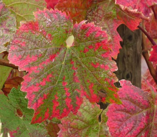 HerbstfarbenMosel08 06102025-005