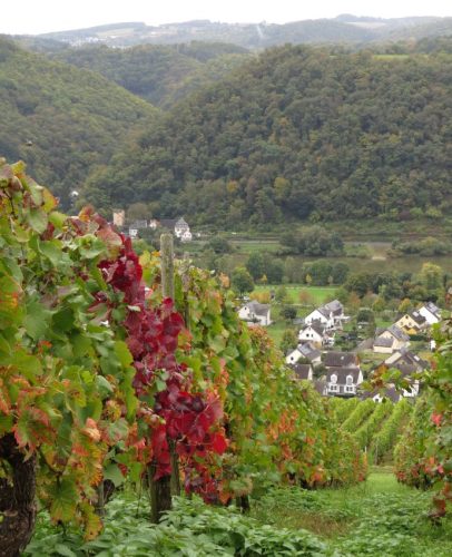 HerbstfarbenMosel08 06102025-006