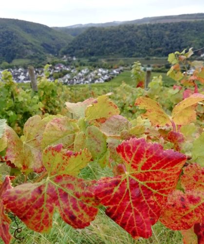HerbstfarbenMosel08 06102025-007